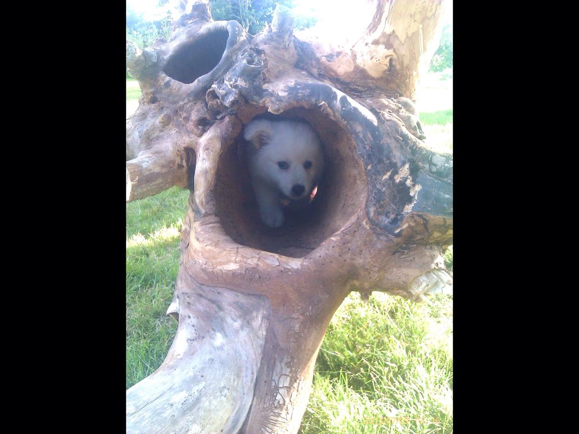 Japansk spids Kenzo billede 14