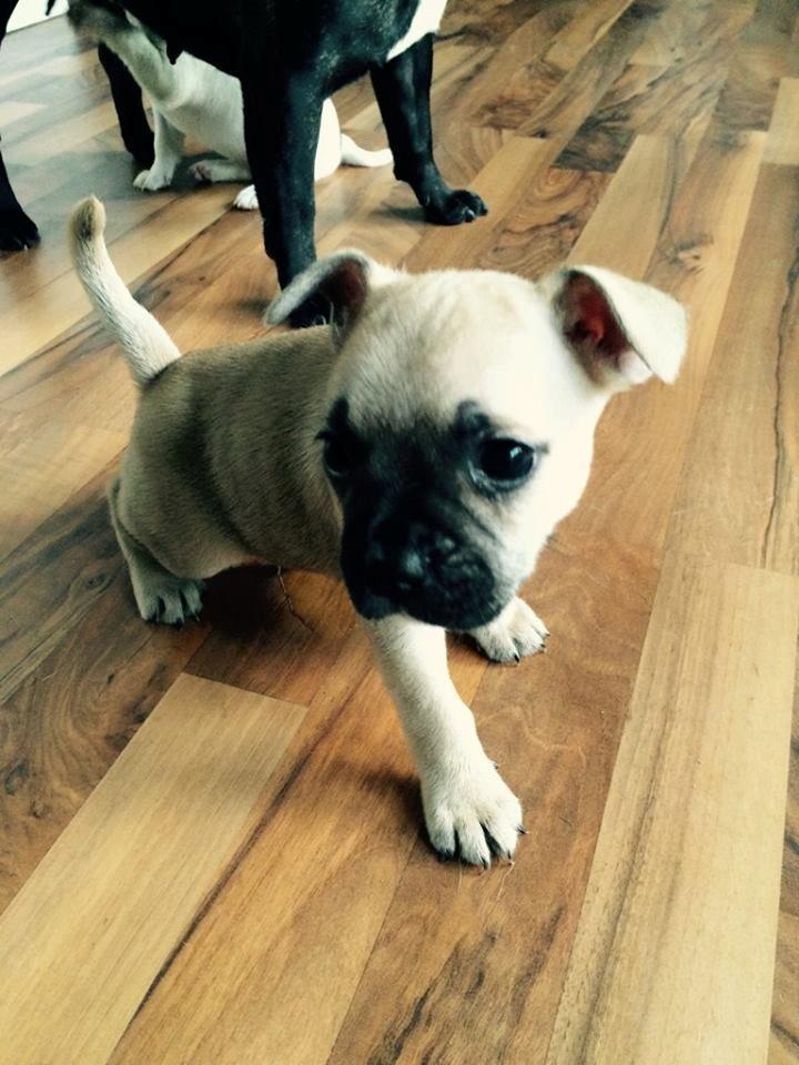 Fransk bulldog Bumle larsen billede 2