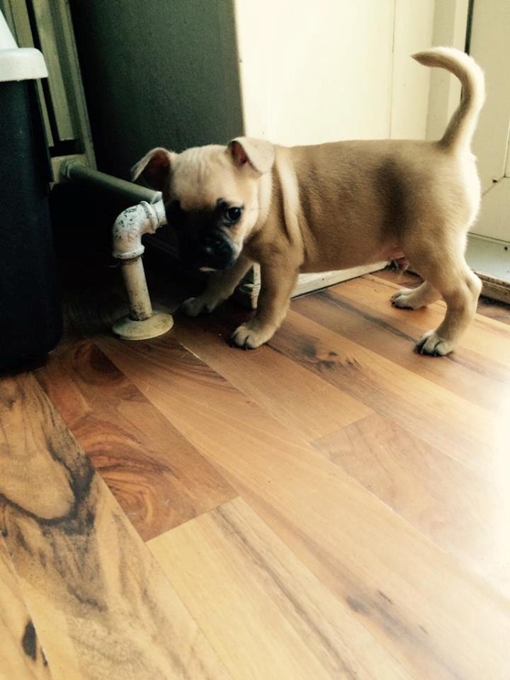 Fransk bulldog Bumle larsen billede 3