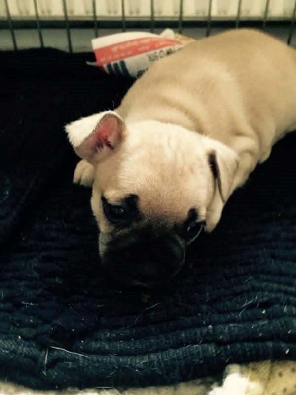 Fransk bulldog Bumle larsen billede 4
