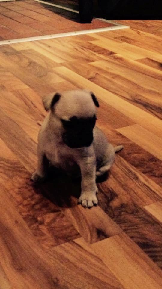 Fransk bulldog Bumle larsen billede 5