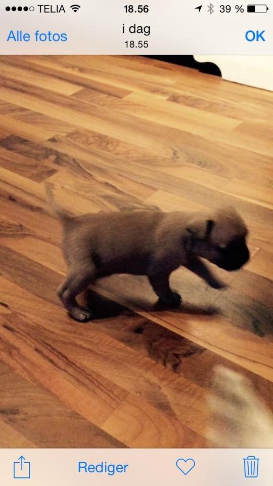 Fransk bulldog Bumle larsen billede 8