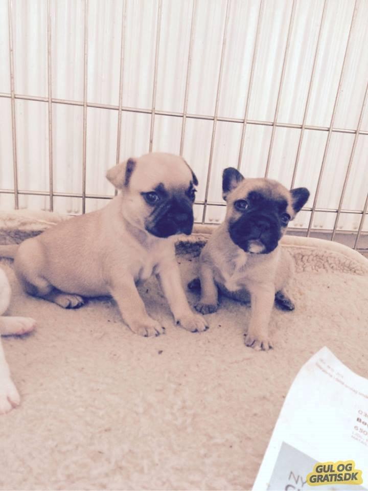 Fransk bulldog Bumle larsen billede 9