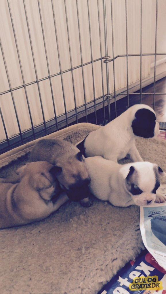 Fransk bulldog Bumle larsen billede 12