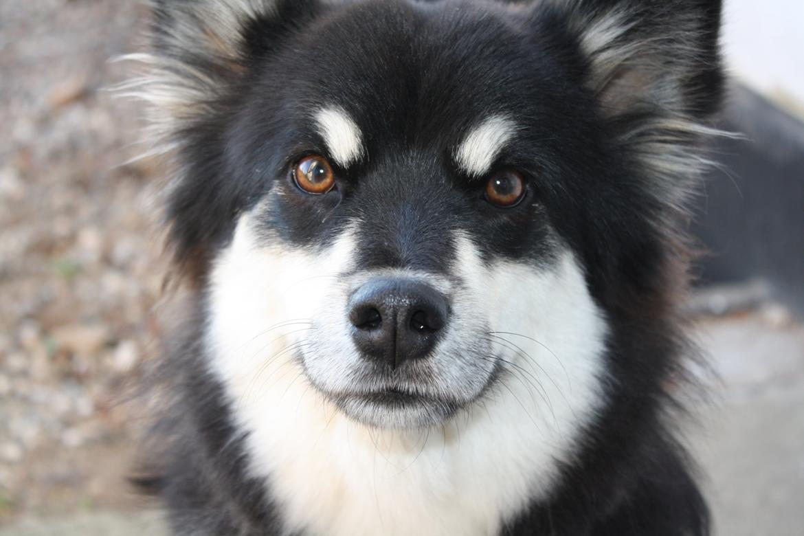 Finsk lapphund Ulla billede 4