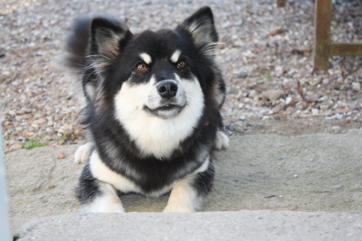 Finsk lapphund Ulla billede 18