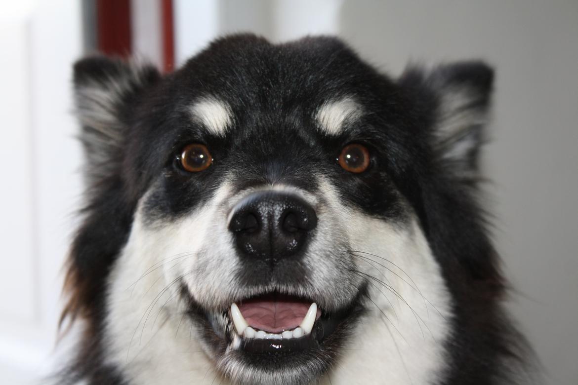 Finsk lapphund Ulla billede 12