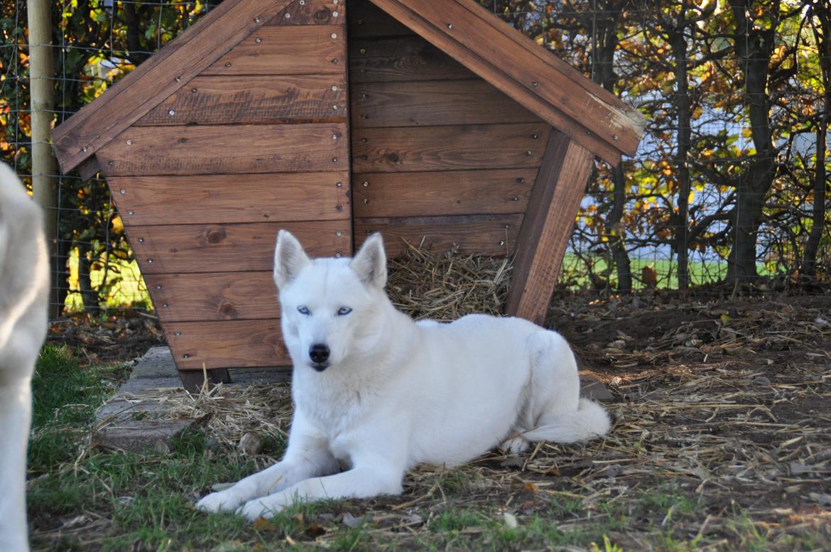 Siberian husky Tori - Nov. 2014 - 7 år gammel billede 17