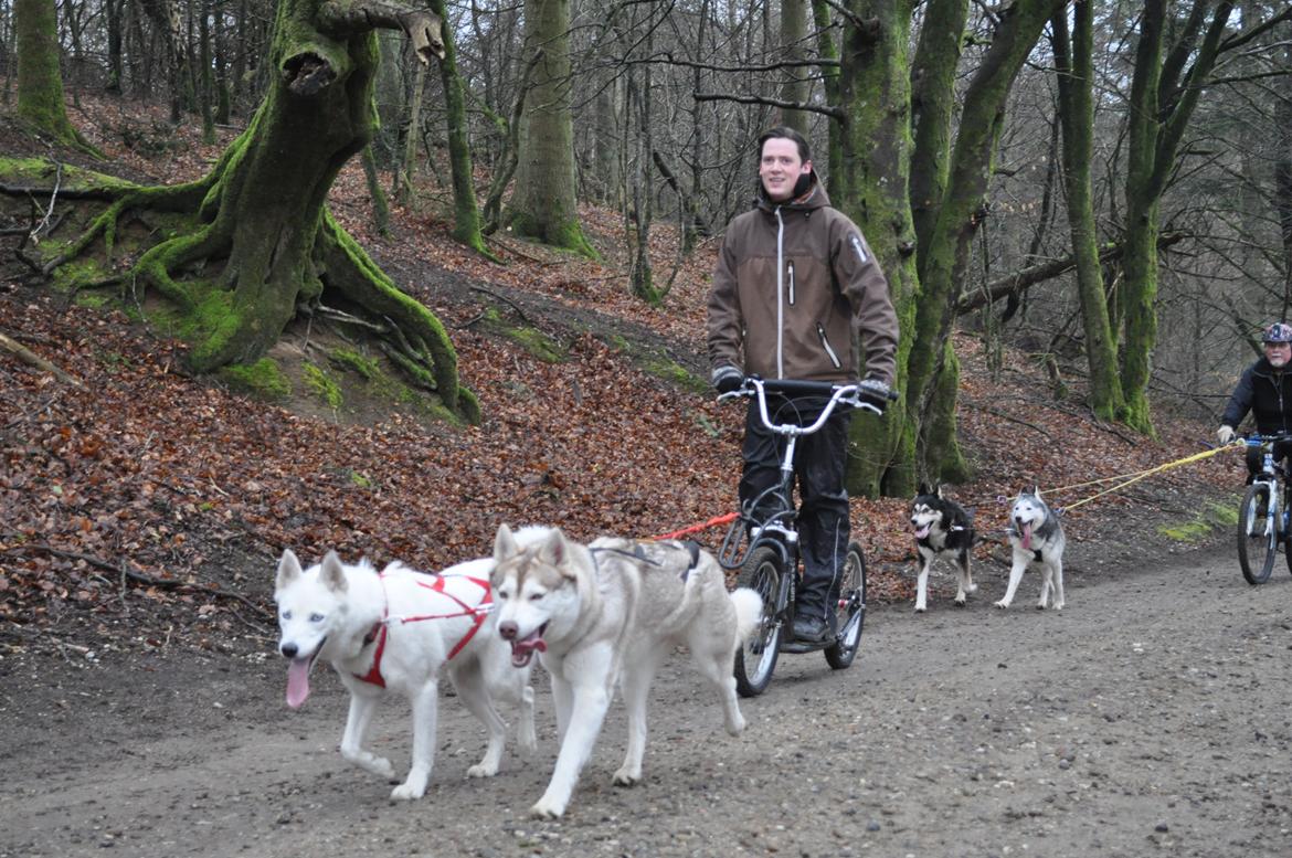 Siberian husky Tori billede 20