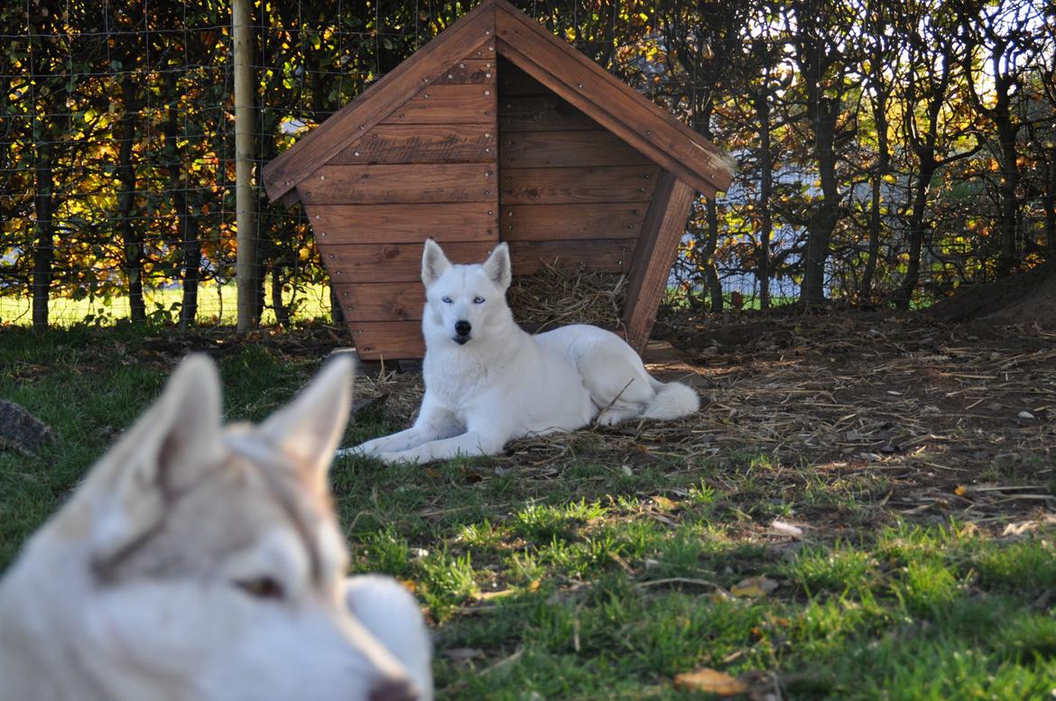 Siberian husky Tori billede 18