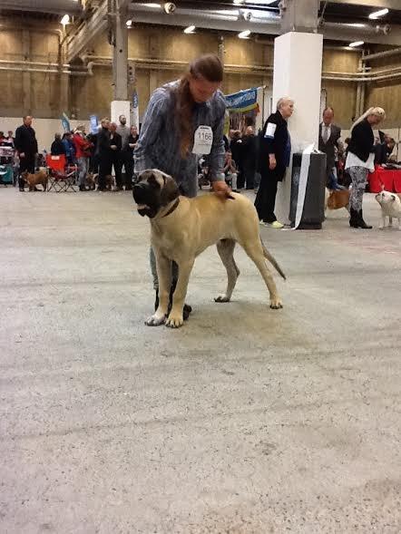 Mastiff Magnus (Dr. Dexter) billede 1