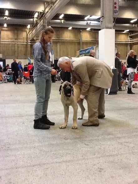 Mastiff Magnus (Dr. Dexter) billede 14