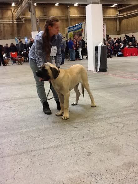 Mastiff Magnus (Dr. Dexter) billede 15