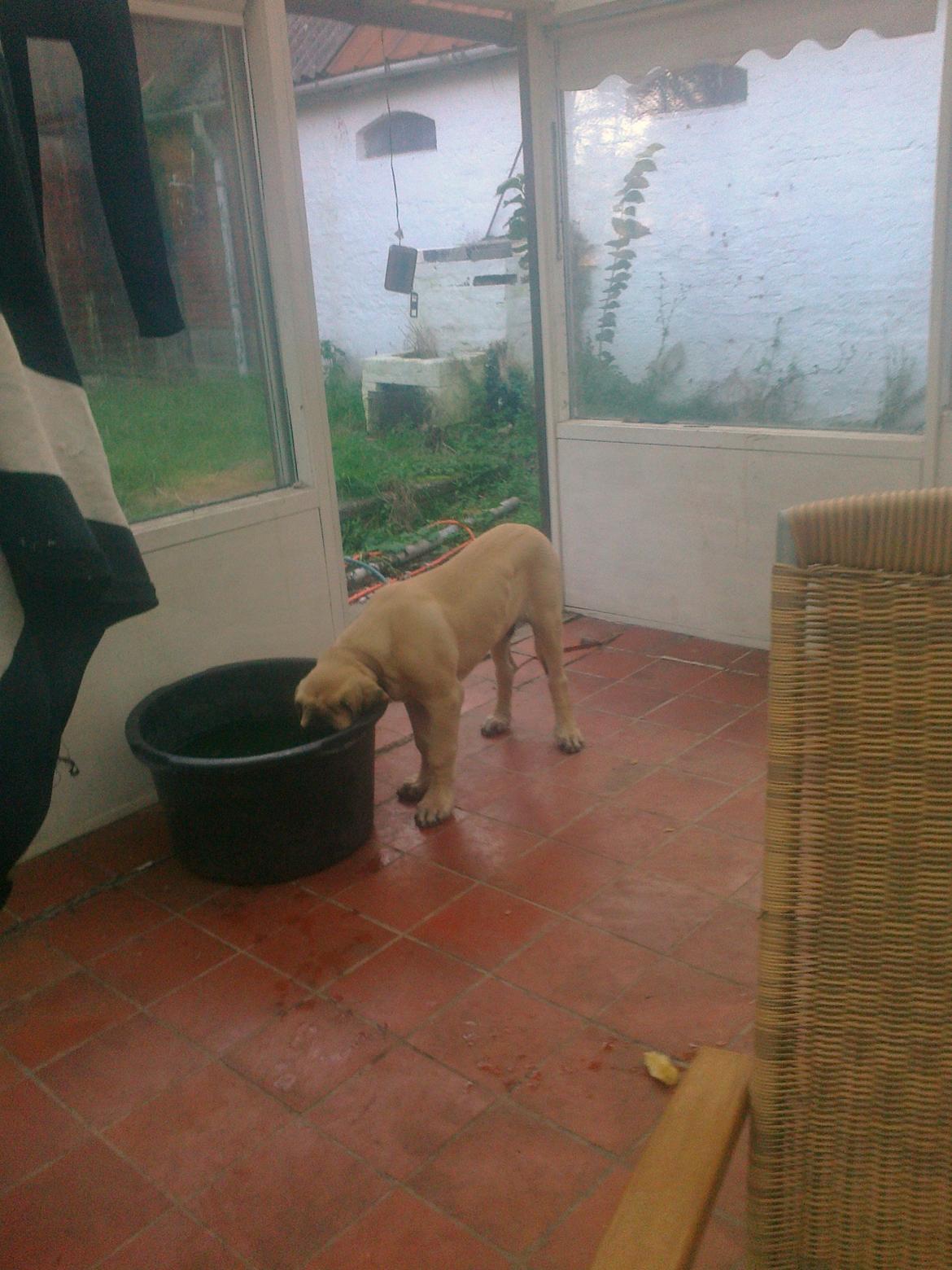 Mastiff Magnus (Dr. Dexter) billede 16