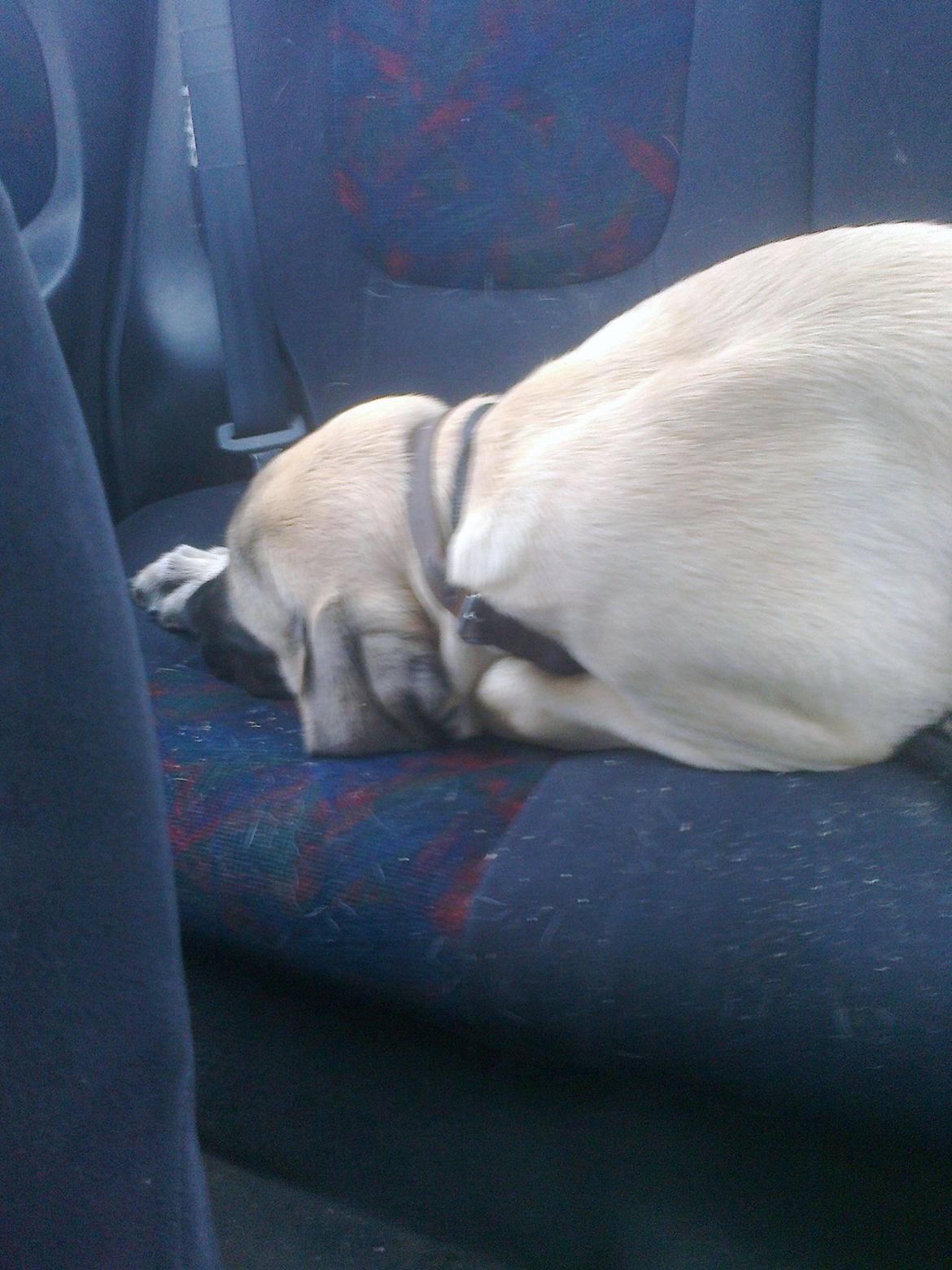 Mastiff Magnus (Dr. Dexter) billede 17