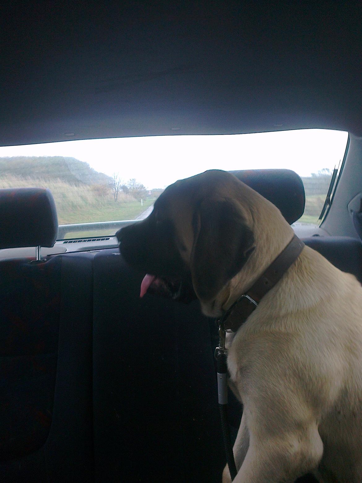 Mastiff Magnus (Dr. Dexter) billede 18