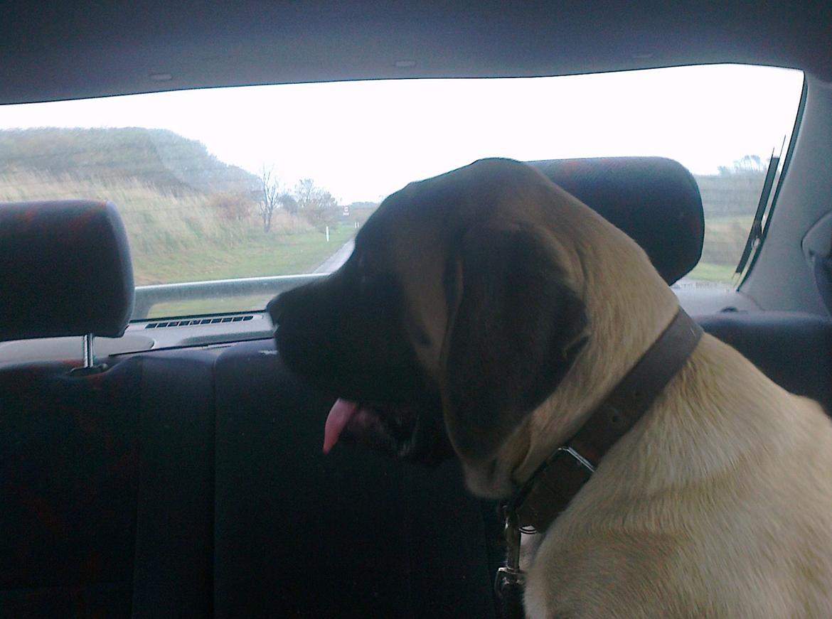 Mastiff Magnus (Dr. Dexter) billede 19