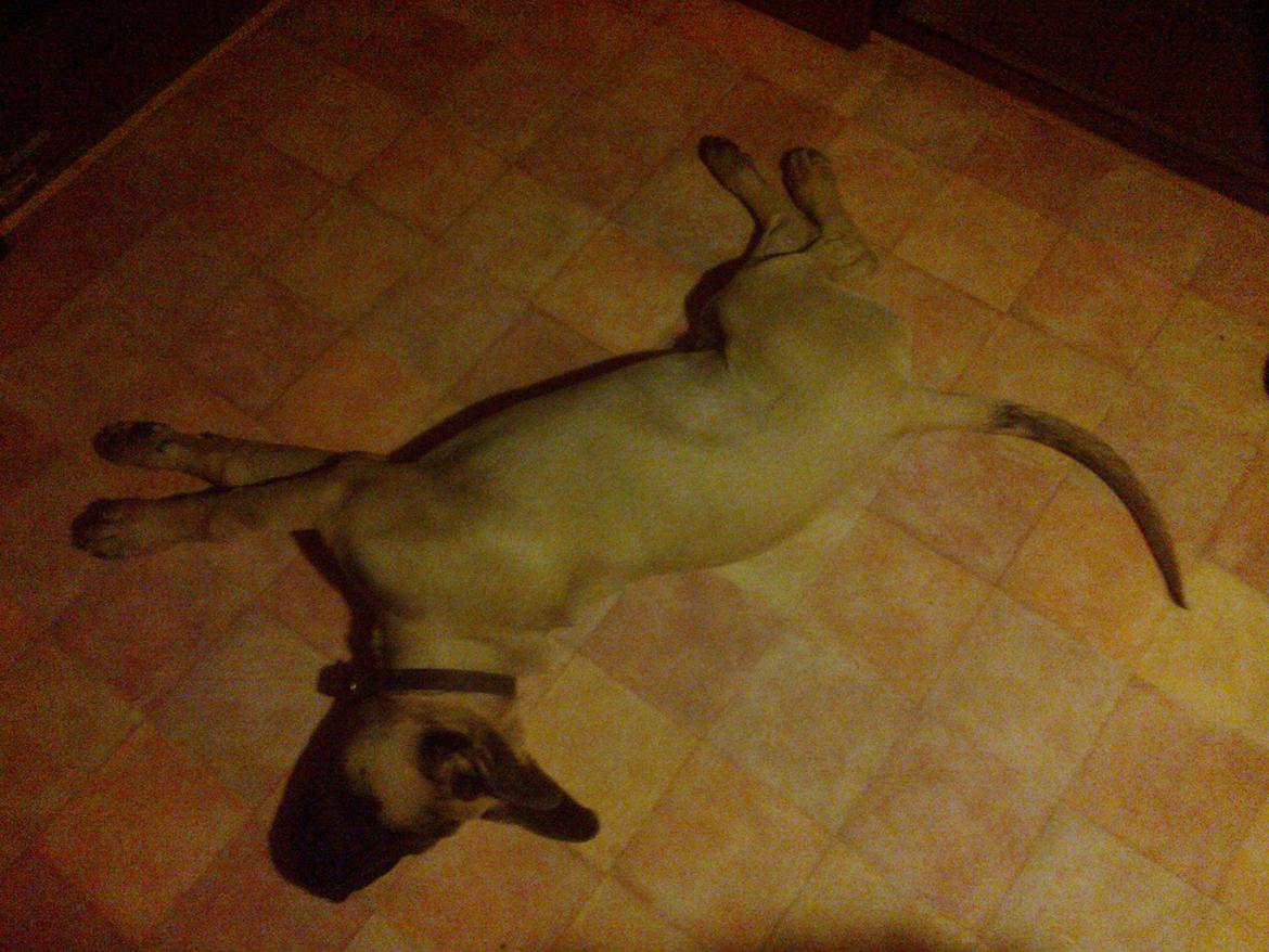 Mastiff Magnus (Dr. Dexter) billede 20