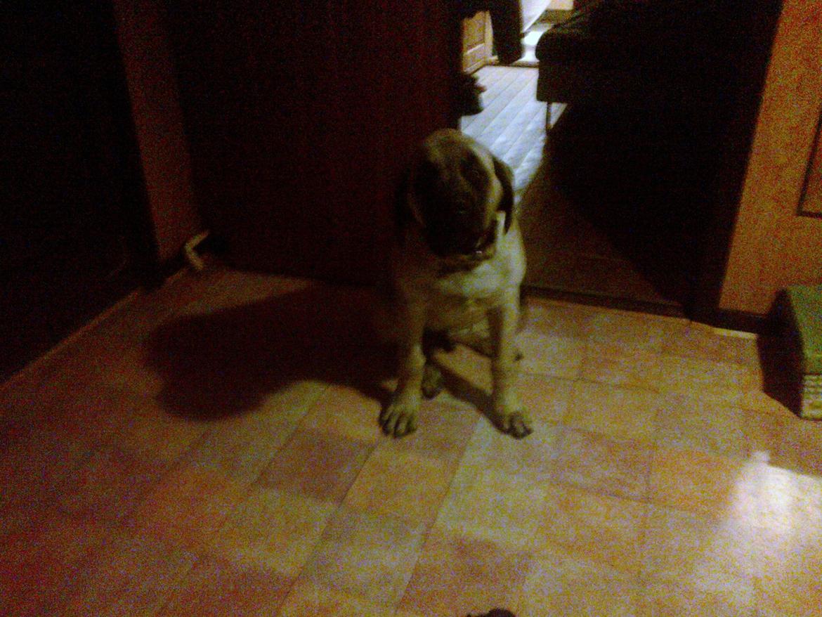 Mastiff Magnus (Dr. Dexter) billede 23