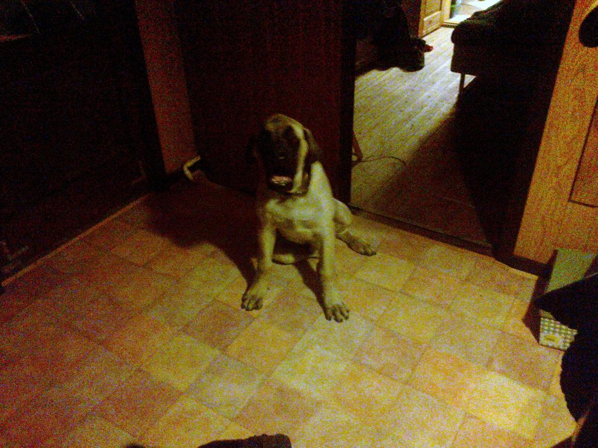 Mastiff Magnus (Dr. Dexter) billede 24