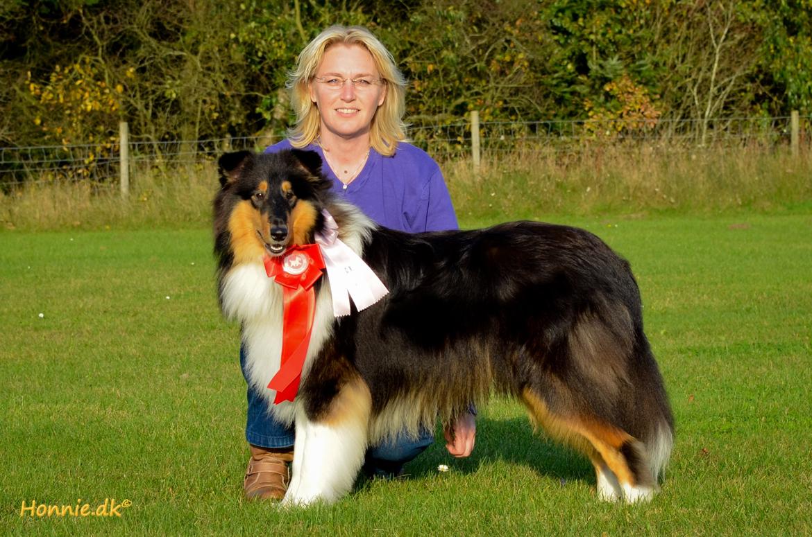 Collie langhåret Lapinette’s Fire It Up - Liam 10½ mdr - Excellent 2 vinder med CK i Herning d. 01.11.2014 billede 7