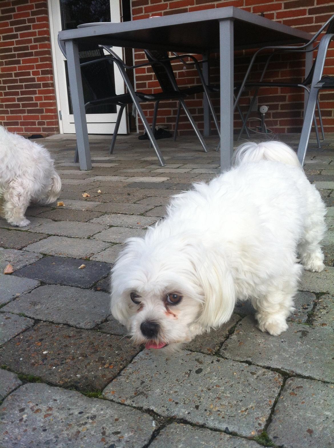 Malteser Malou billede 1