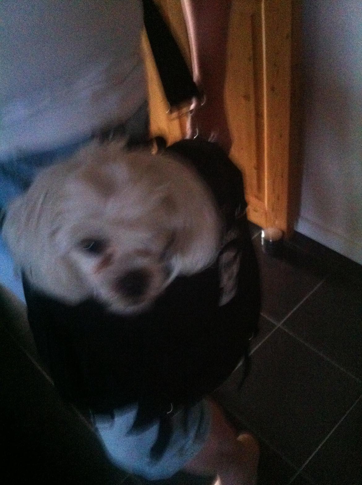 Malteser Malou billede 2