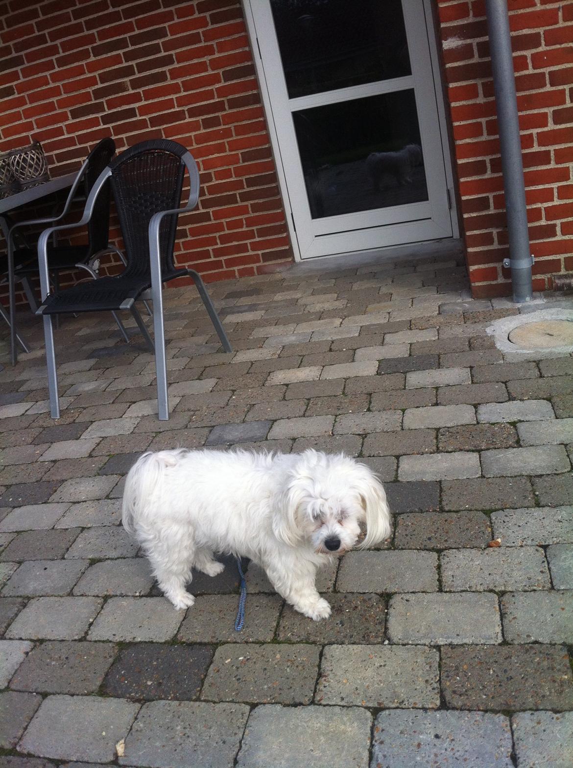 Malteser Malou billede 3