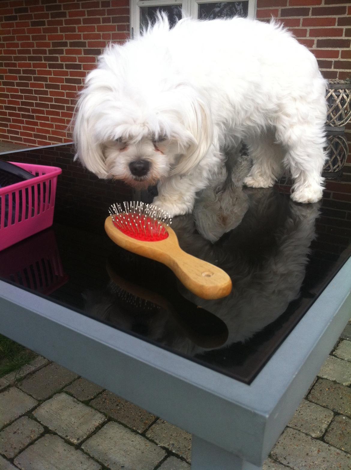 Malteser Malou billede 4