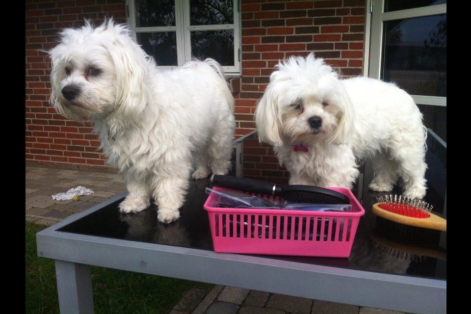 Malteser Malou billede 5