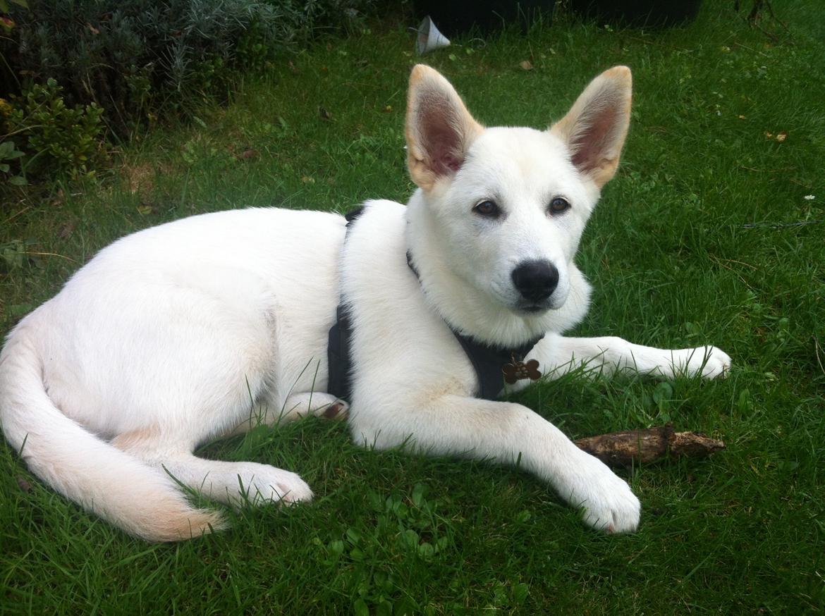 Blanding af racer Cuba, Malamute / hvid schæfer / Samojedhund - 14 uger.. stadig sød billede 27
