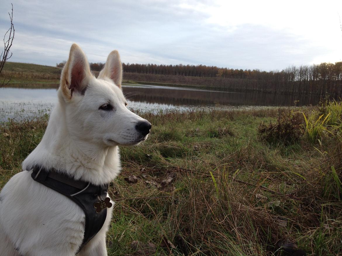 Blanding af racer Cuba, Malamute / hvid schæfer / Samojedhund - 16 uger billede 30
