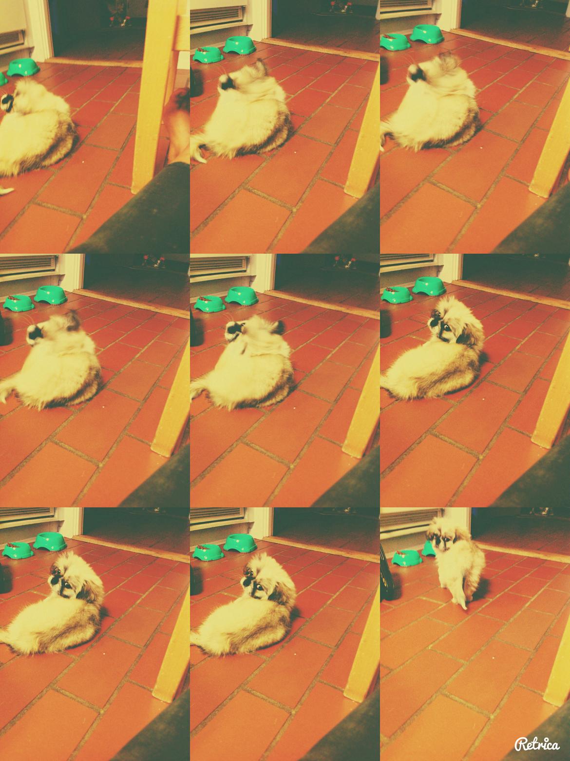 Pekingeser Diesel billede 1