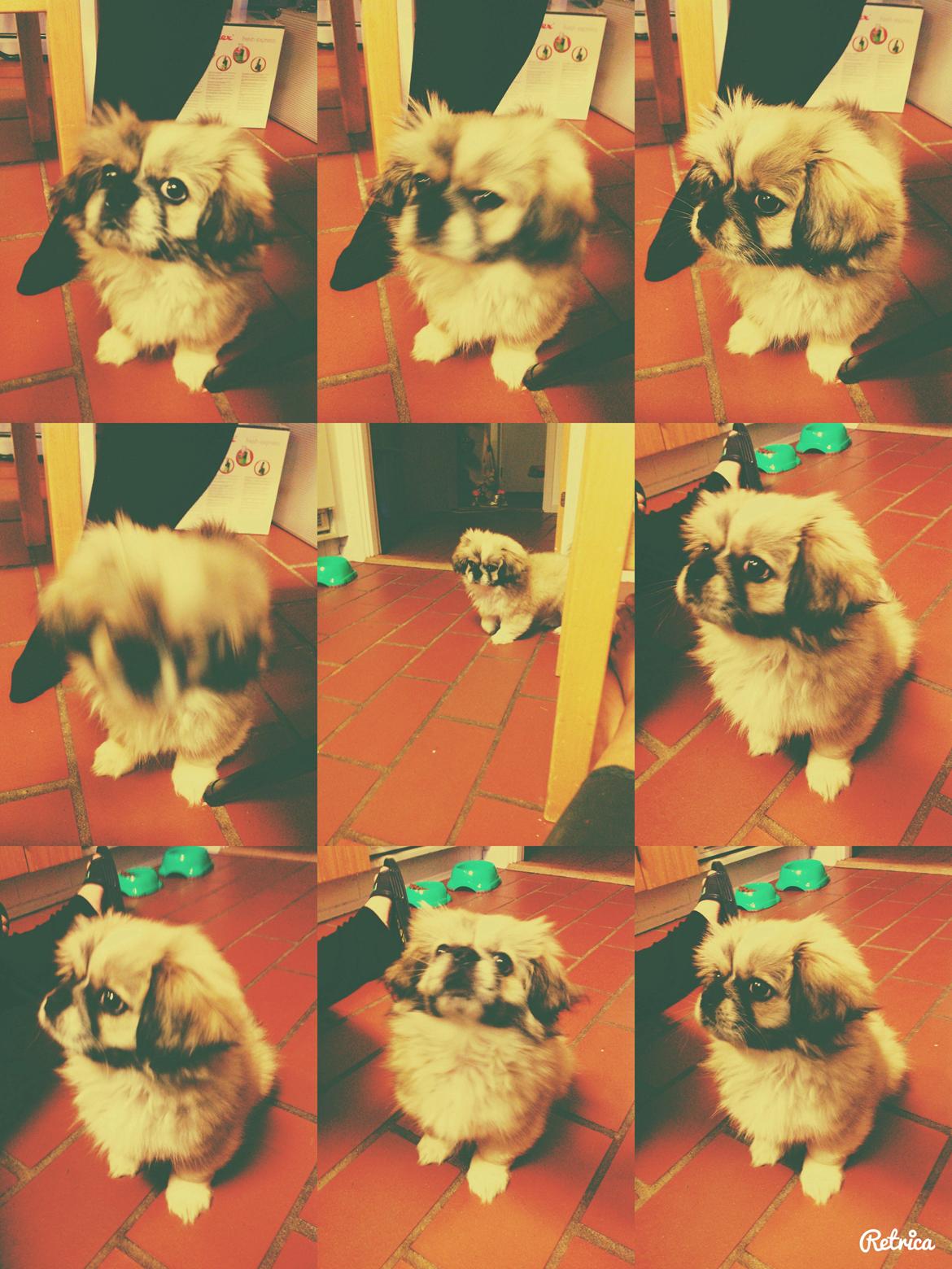 Pekingeser Diesel billede 2