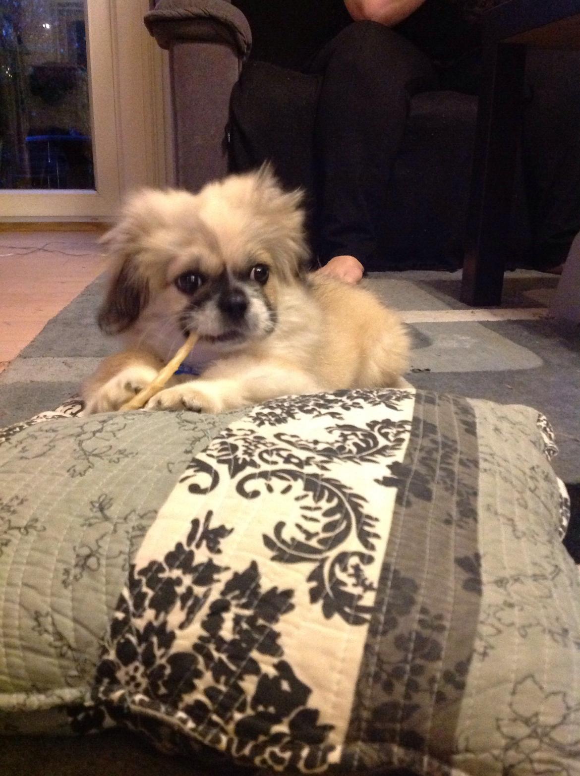 Pekingeser Diesel billede 3