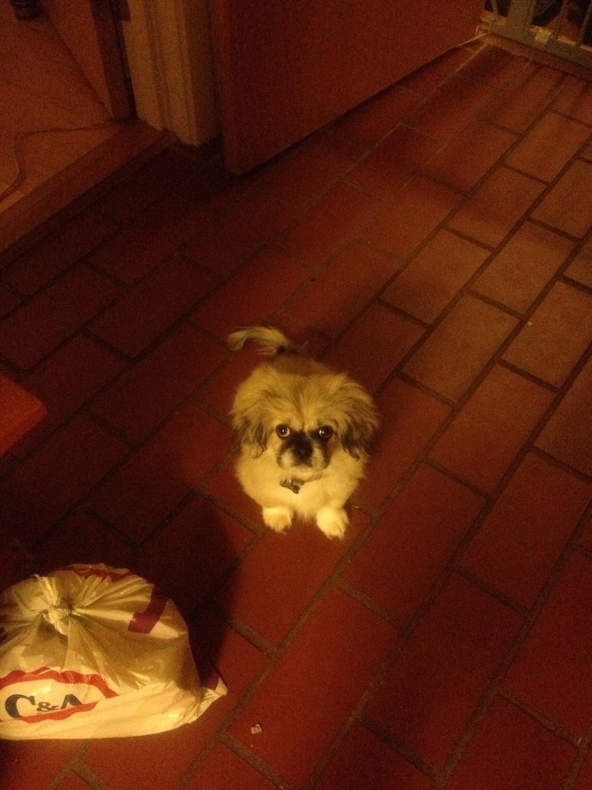 Pekingeser Diesel billede 5