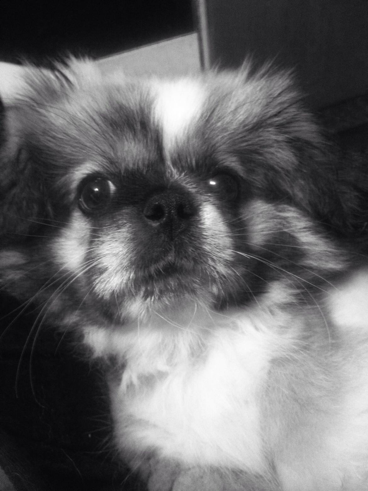 Pekingeser Diesel billede 9