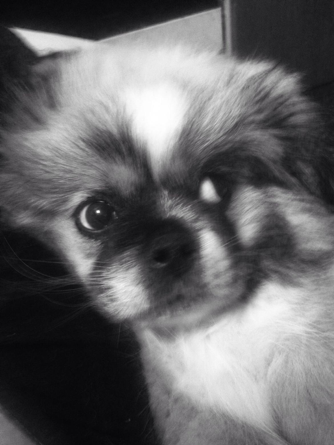Pekingeser Diesel billede 7