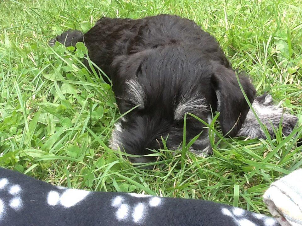 Dvaergschnauzer Nero Argento's Kamillo Gino - Med til ride stævne! Puha man bliver hurtigt træt :D billede 20