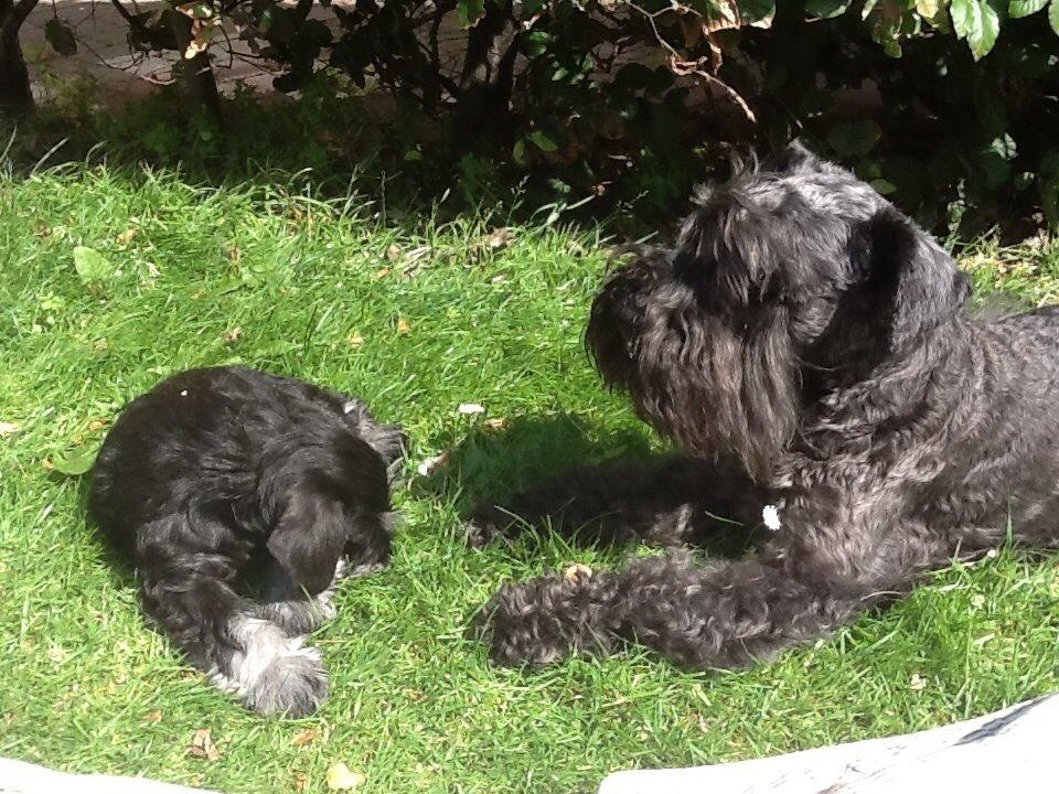 Dvaergschnauzer Nero Argento's Kamillo Gino - Mario og storebror Bugsy hygger i haven! billede 23