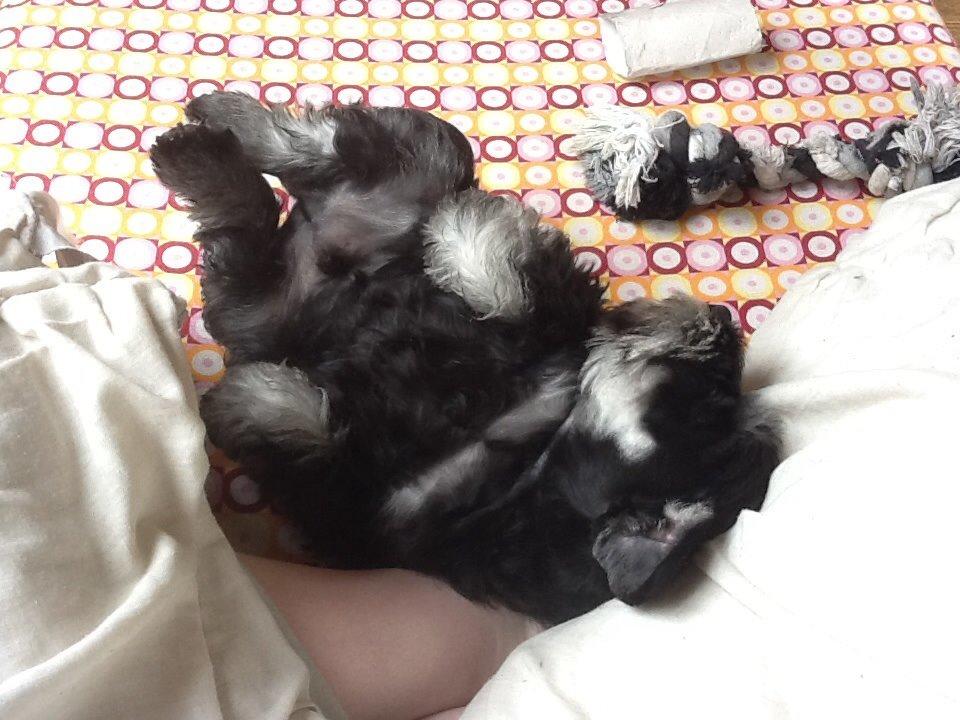 Dvaergschnauzer Nero Argento's Kamillo Gino - ZZZ (der er godt nok mange sove billeder XD) billede 22