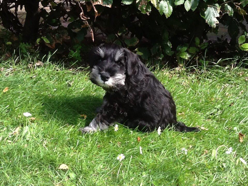 Dvaergschnauzer Nero Argento's Kamillo Gino - Min lille Mario <3 billede 24