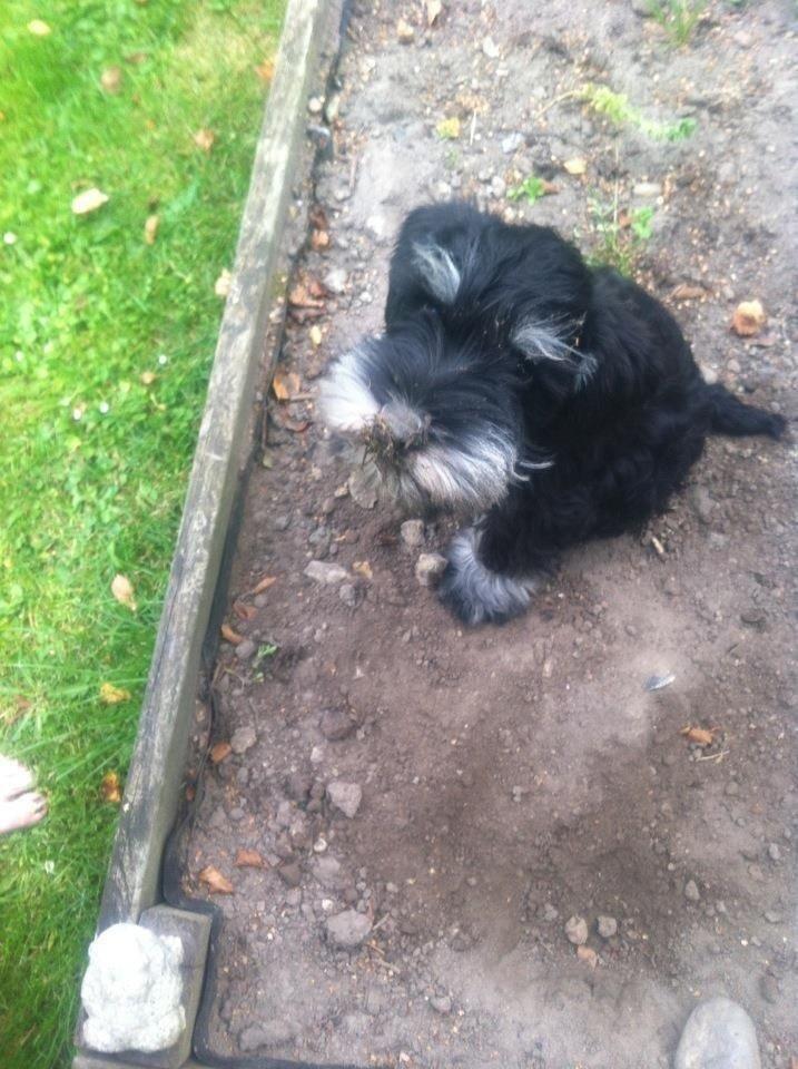 Dvaergschnauzer Nero Argento's Kamillo Gino - Bøllen Mario har hygget sig i højbeddet... billede 21