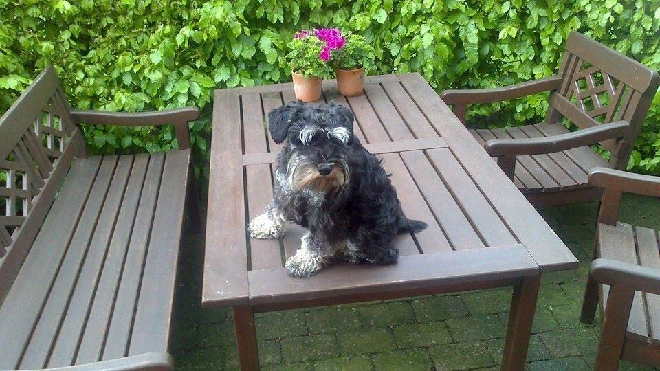 Dvaergschnauzer Nero Argento's Kamillo Gino - Kongen må jo alt... bølle... billede 17