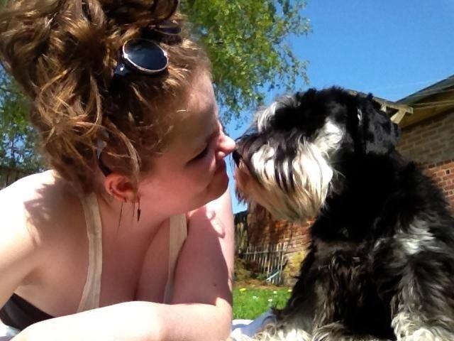 Dvaergschnauzer Nero Argento's Kamillo Gino - Møz :* billede 16