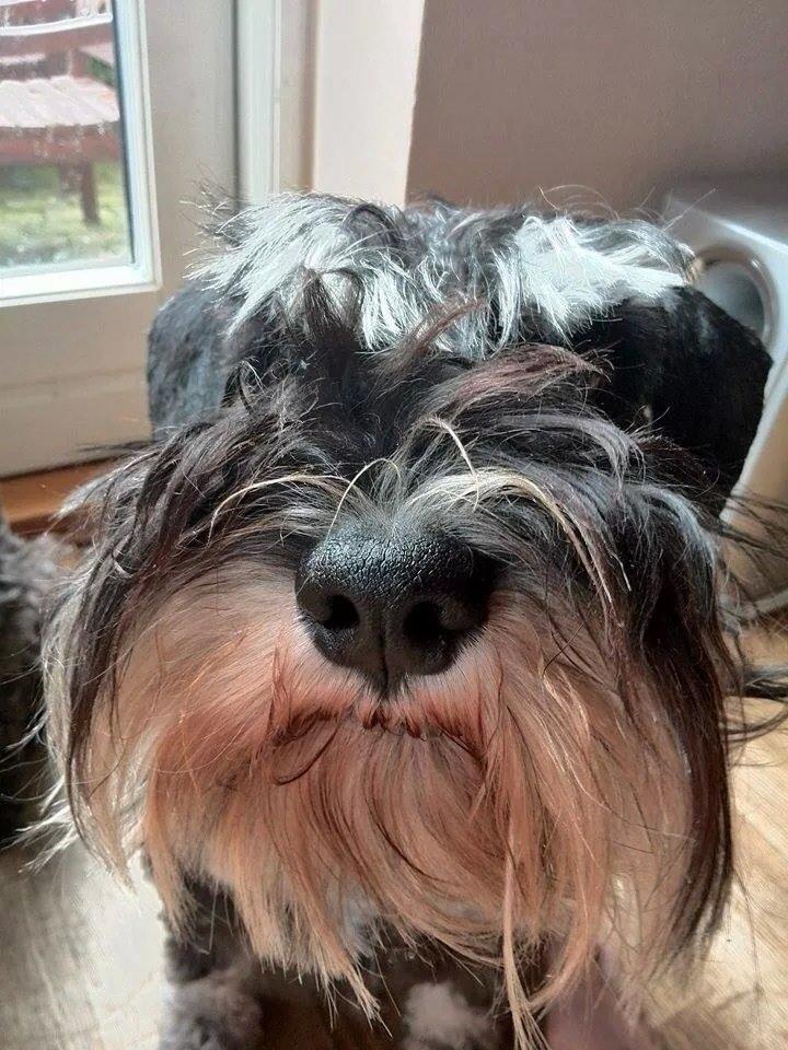 Dvaergschnauzer Nero Argento's Kamillo Gino - Den dejligste våde schnauzer snude :* billede 19