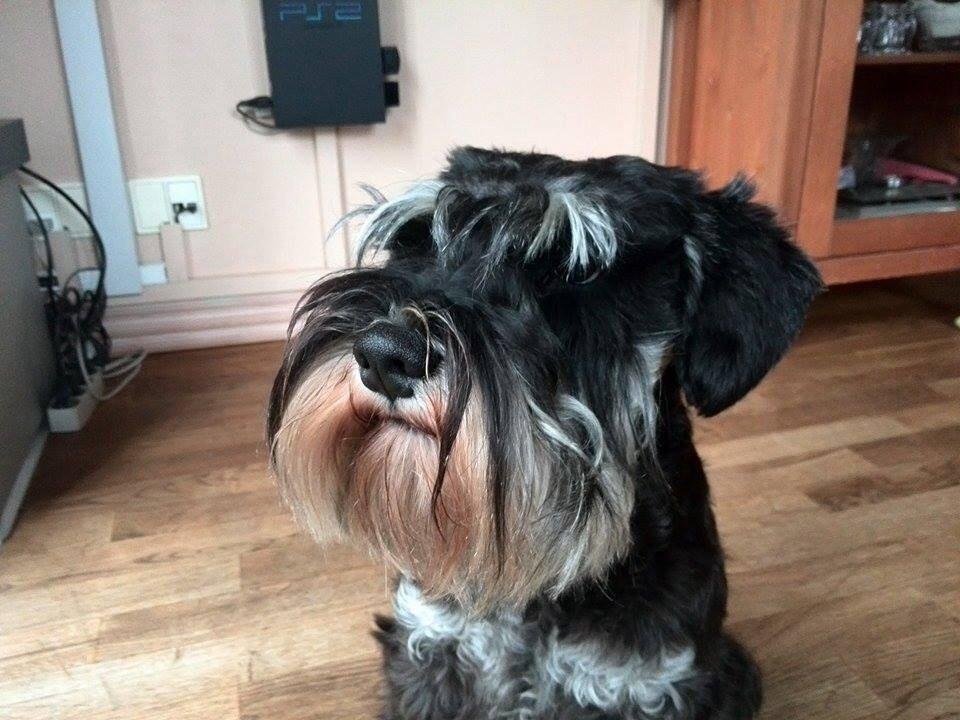 Dvaergschnauzer Nero Argento's Kamillo Gino - <3 billede 18