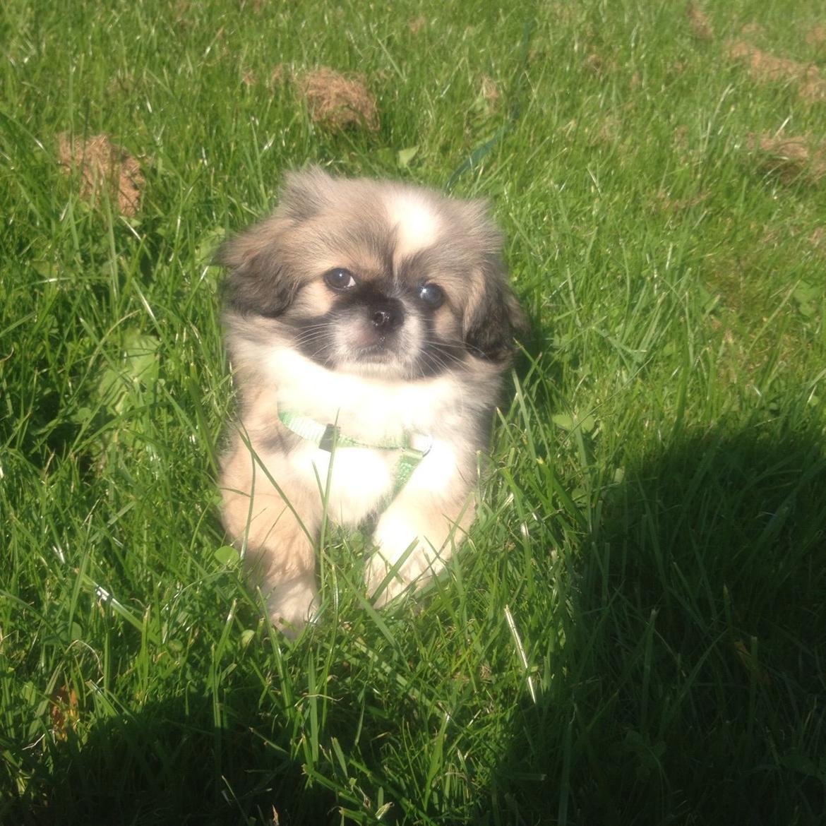 Pekingeser Diesel billede 11