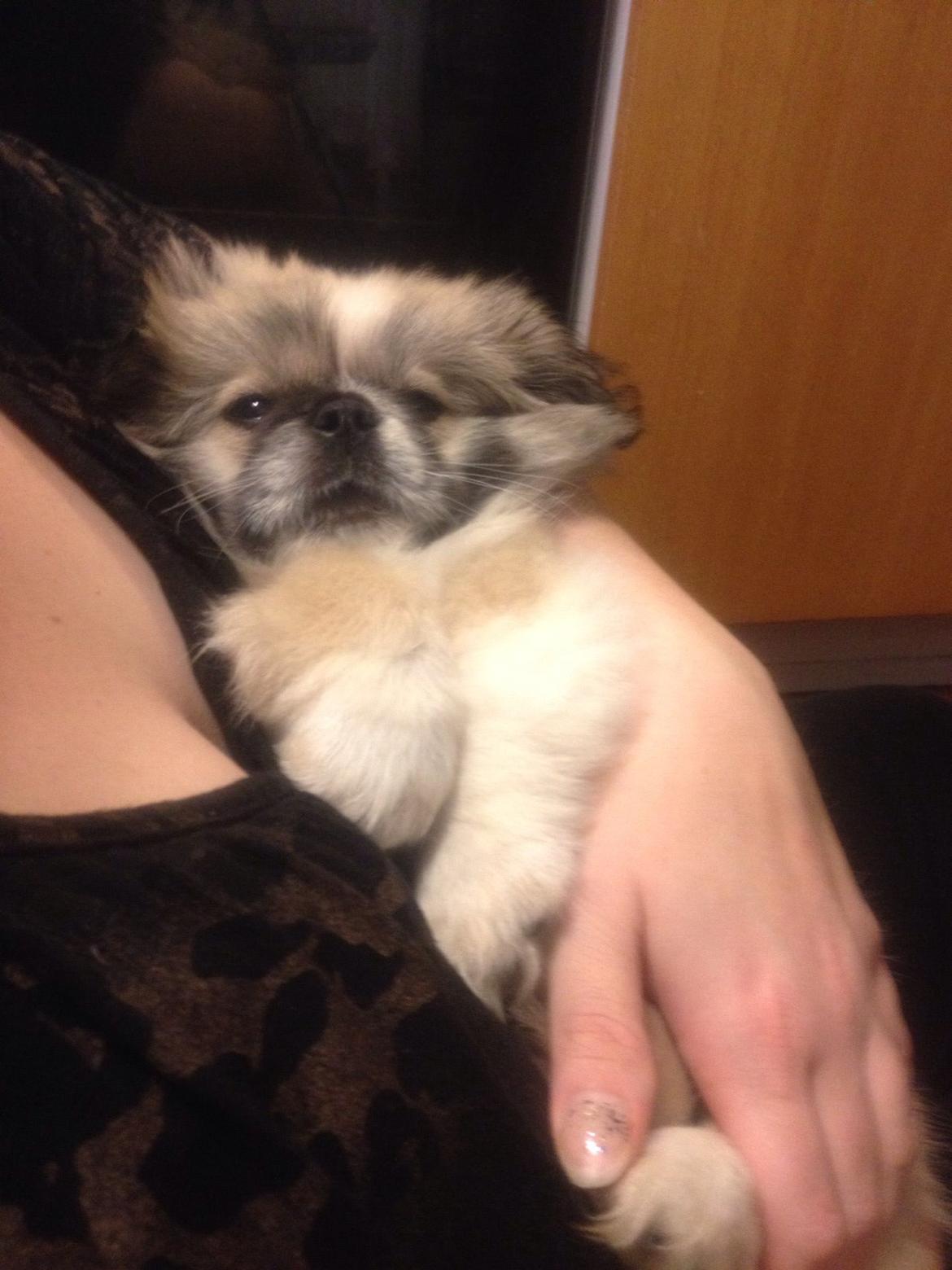 Pekingeser Diesel billede 21