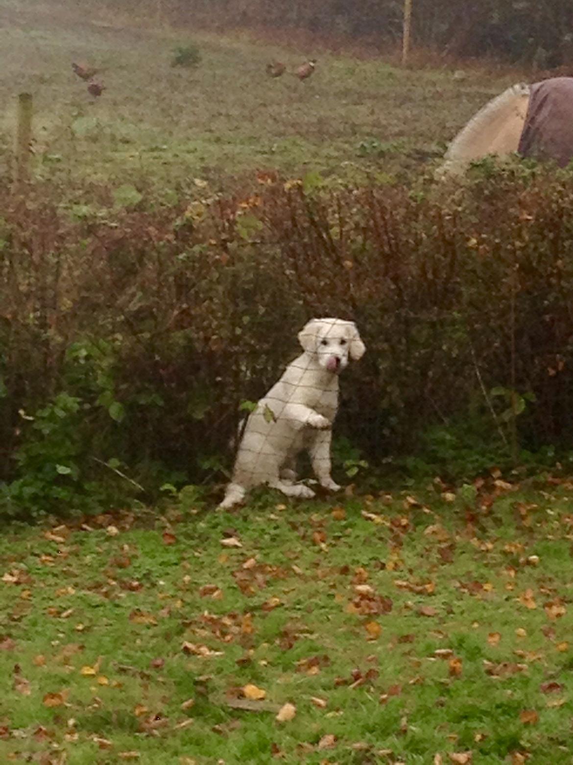 Golden retriever Golden Supreme Chasing Tails "BISCUIT" Aka Max - Hvorfor være indenfor hegnet, når man kan være ude? ;) billede 5